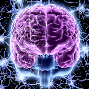 cerveau et neurones